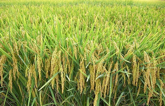 ଛତିଶଗଡ଼ ଧାନ ରୋକିବାକୁ ଗଠନ କରାଗଲା ୪ ସ୍ବତନ୍ତ୍ର ସ୍କ୍ୱାର୍ଡ‌