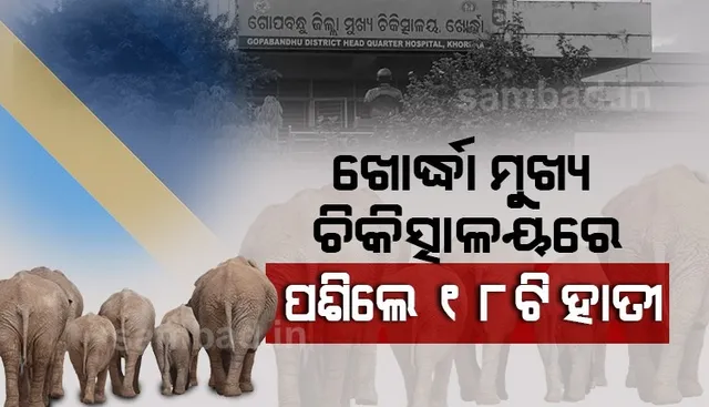 ଖୋର୍ଦ୍ଧା ଜିଲ୍ଲା ମୁଖ୍ୟ ଚିକିତ୍ସାଳୟ ପରିସରରେ ୧୮ଟି ହାତୀ, ଉଚ୍ଚକ୍ଷମତା ସଂପନ୍ନ ବିଦ୍ୟୁତ ତାର ଥିବାରୁ ଅଘଟଣ ଆଶଙ୍କା