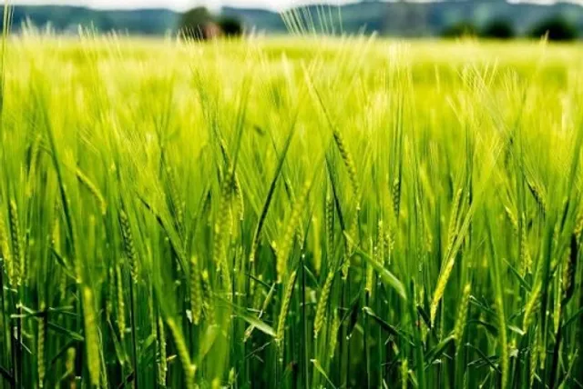 ଧାନକ୍ଷେତ ଉଜାଡୁଛନ୍ତି ବାର୍‌ହା ପଲ