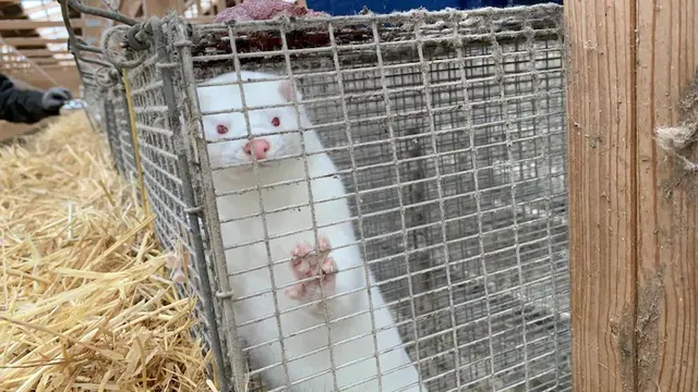 ପରିବର୍ତ୍ତିତ କରୋନାଭାଇରସ୍ ଥିବା ଜାଣି ବଡ଼ ଧରଣର ସଂକ୍ରମଣକୁ ରୋକିବା ପାଇଁ ୧୭ମିଲିୟନ ମିଙ୍କକୁ ମାରିବ ଡେନମାର୍କ