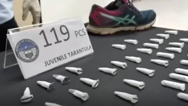 ବିମାନବନ୍ଦରରୁ ଜୋତା ଭିତରୁ ଜବତ ‌ହେଲା ୧୧୯ଟି ଜୀବିତ ବୁଢ଼ିଆଣୀ