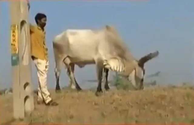 ଦେଖନ୍ତୁ କିଭଳି ଆକ୍ରମଣକାରୀ କବଳରୁ ମାଲିକଙ୍କୁ ବଞ୍ଚାଇବା ପାଇଁ ଧାଇଁ ଆସୁଛି ଗାଈ