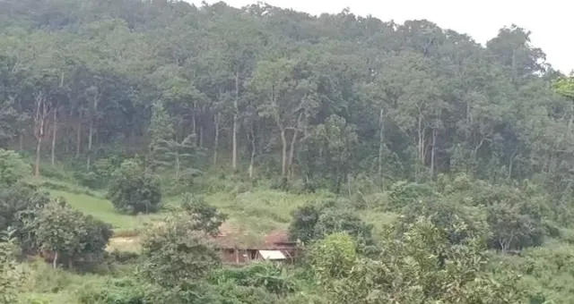 ଖସୁଛି ପାରଦ, ଶାଳ ଜଙ୍ଗଲରୁ ଭାସି ଆସୁଛି ଶୀତର ପହିଲି ସ୍ପର୍ଶ