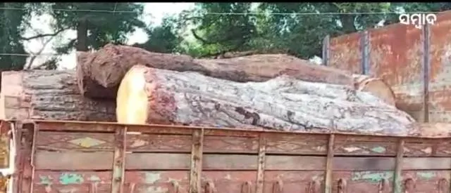 ଲକ୍ଷାଧିକ ଟଙ୍କାର ଶାଗୁଆନ କାଠ ଜବତ, କାଠ ମାଫିଆଙ୍କୁ ଛାଡ଼ିଦେଲା ବନ ବିଭାଗ!