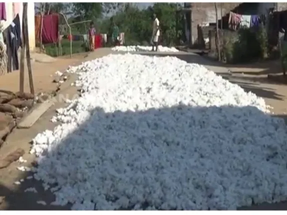 ଚିନ୍ତାରେ ଚାଷୀ: ଅମଳ ହୋଇଛି କପା, ହେଲେ ବିକ୍ରି ପାଇଁ ଖୋଲୁନି ମଣ୍ଡି