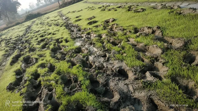 ହାତୀପଲଙ୍କ ଉତ୍ପାତ ଜାରି: ବ୍ୟାପକ କ୍ଷୟକ୍ଷତି ସହ ଭେଡ଼େନ ଅଂଚଳରେ ଆତଙ୍କ