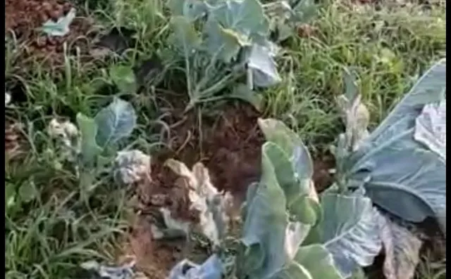 ଫୁଲ ଓ ବନ୍ଧା କୋବି ଖାଇଦେଲେ ହାତୀ ପଲ।