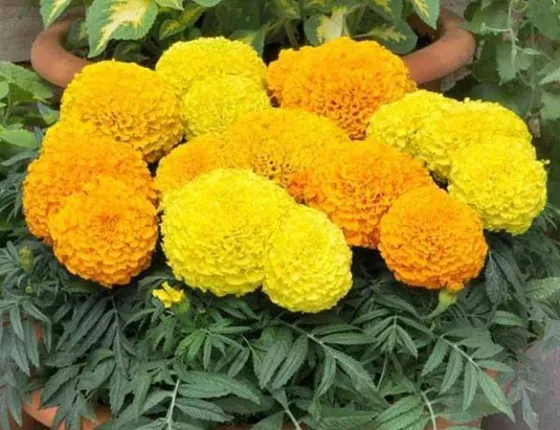 ମଣ୍ଡାଗେଣ୍ଡୁ-ମାଣଲକ୍ଷ୍ମୀ