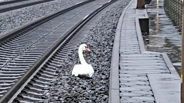 ସାଥୀର ମୃତ୍ୟୁରେ ଗୋଟିଏ ବିରହିଣୀ ମରାଳର କାହାଣୀ...