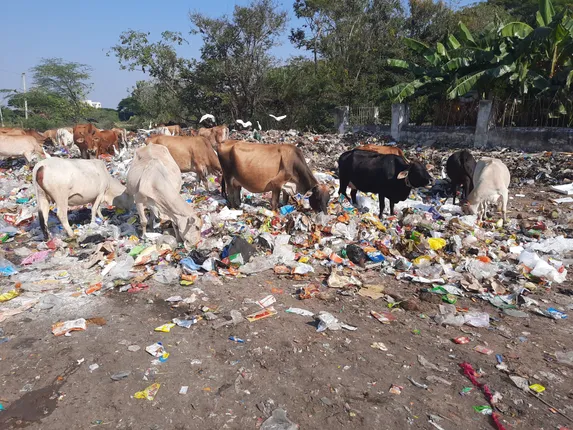 ସ୍ବଚ୍ଛ ସର୍ବେକ୍ଷଣ ଆଗରେ ପଲିଥିନ୍‌ କଣ୍ଟା ଚଢ଼ଉ ଶିଥିଳ, ଉଡ଼ୁଛି ମାଳମାଳ