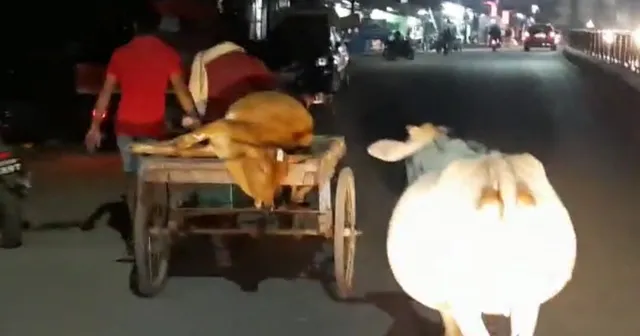 ପଶୁ ନିକଟରେ ବି ହୃଦୟ ଅଛି: ଆହତ ବାଛୁରୀ ପଛେ ପଛେ ଗାଈ ଦୌଡ଼ିଲା