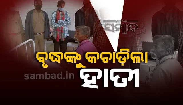 ହାତୀପଲ ଗାଁ ମୁହାଁ: ଅମଳ ଧାନ ଜଗିଥିବା ‌ବେଳେ ଦନ୍ତା କଲା ଆକ୍ରମଣ