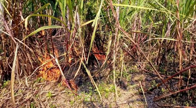 ବାଲିକୁଦା : ୭ ଏକର ଜମିରେ ଆଖୁ ଜଳିଗଲା