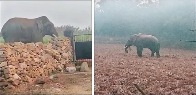 ସାବଧାନ... ରାସ୍ତାରେ ବୁଲୁଛି ହାତୀ