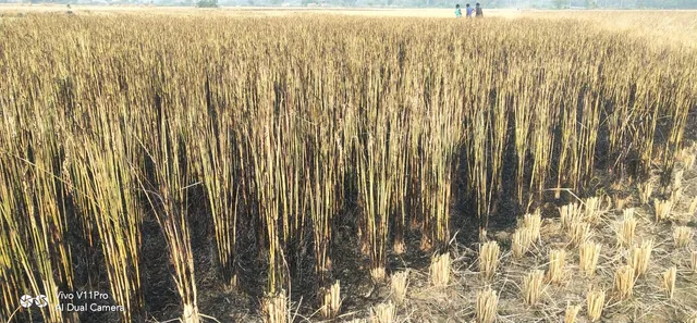 ହସୁଥିଲା ଫସଲ, ନିଆଁ ଲାଗି ଜଳିଗଲା ପାଚିଲା ଧାନ ଖେତ