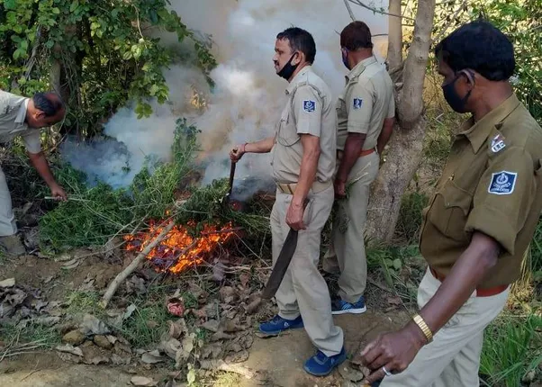 ଗଞ୍ଜେଇ କ୍ଷେତରେ ପୁଲିସ ଓ ଅବକାରୀ ବିଭାଗର ମିଳିତ ଚଢ଼ଉ