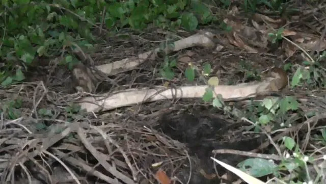 ଖଲ୍ଲିକୋଟ: ଧାନ ବିଲରୁ ମିଳିଲା ନରକଙ୍କାଳ