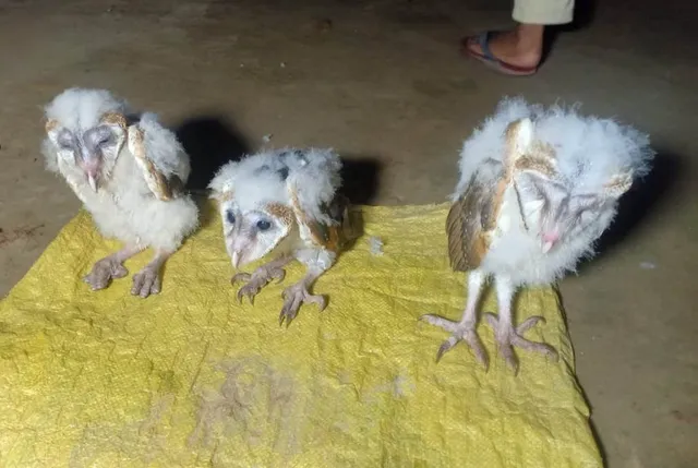 ୩ ଗରୁଡ଼ ପକ୍ଷୀଙ୍କୁ ଉଦ୍ଧାର କଲା ବନବିଭାଗ