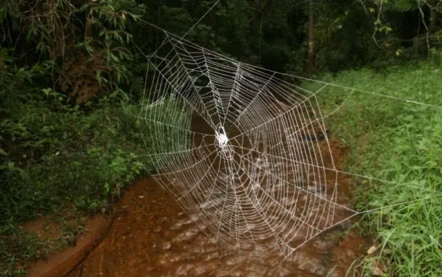 ବୟାଅଶୀ ଫୁଟ୍‌ର ବୁଢ଼ିଆଣୀ ଜାଲ!