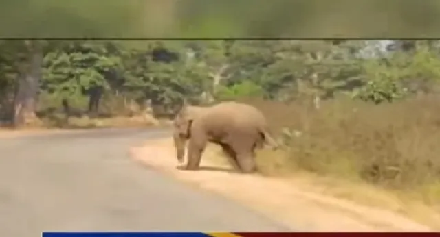 ଗାଇସିଲାଟ୍‌ ଅଞ୍ଚଳରେ ହାତୀ ଆତଙ୍କ