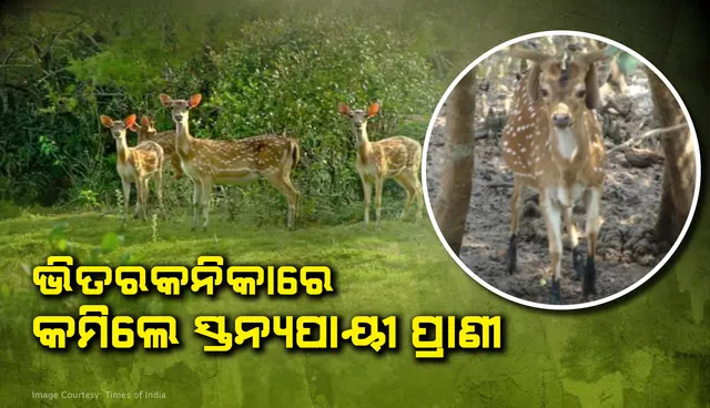 ଭିତରକନିକାରେ କମିଲେ ସ୍ତନ୍ୟପାୟୀ ପ୍ରାଣୀ; ଗତବର୍ଷ ଠାରୁ ୨୦୧ ପ୍ରାଣୀ କମ୍‌