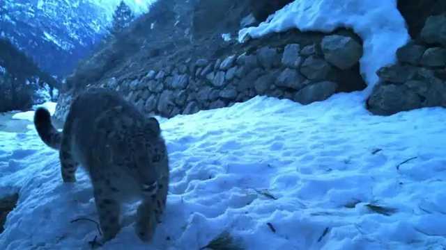 ହିମାଳୟର ବରଫ କଳା ପଡ଼ୁଛି ଓ ଶୀଘ୍ର ତରଳୁଛି: ଆଇଆଇଟିଏମ୍