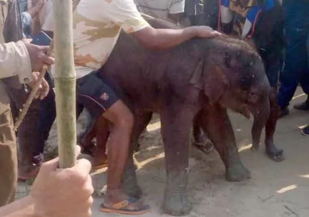 ଚିଙ୍ଗୁଡ଼ି ଘେରିରେ ଫସି ଯାଇଥିବା ଛୁଆ ହାତୀକୁ ଉଦ୍ଧାର କଲେ ମତ୍ସଜୀବୀ