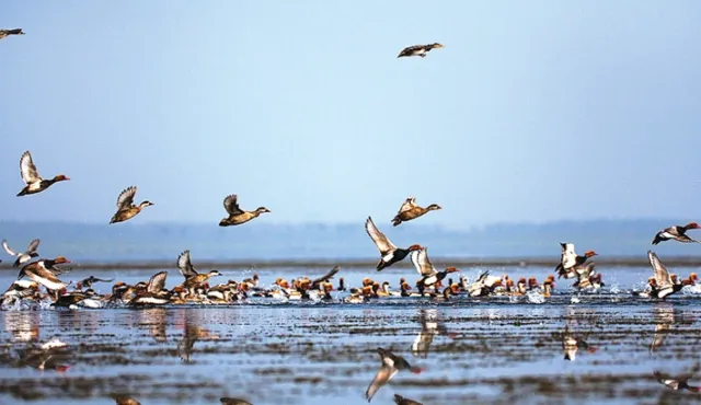 ସିଂହାବଗାକୁ ଆସିଲେ ବିଦେଶୀ ପକ୍ଷୀ, ଦୁଇ ବିରଳ ପ୍ରଜାତିର ପକ୍ଷୀ ଦୃଶ୍ୟମାନ