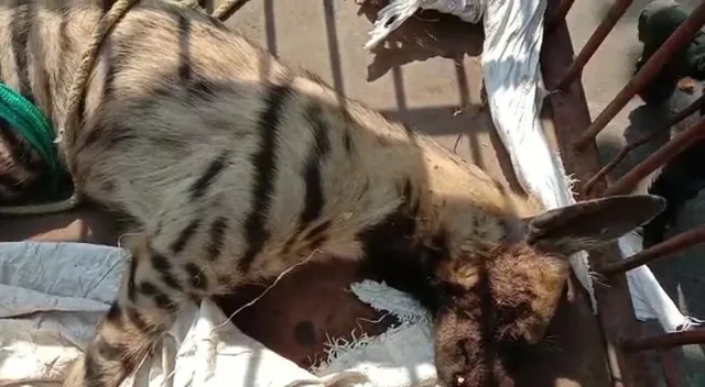 ଜାତୀୟ ରାଜପଥ କଡରୁ ଗୁରୁତର ଆହତ ହେଟାବାଘ ଉଦ୍ଧାର