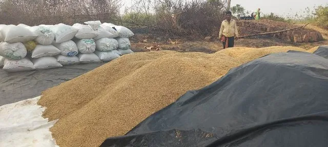 ଜିରୋ କଟିଂରେ ଧାନ କିଣିବାକୁ ଅମଙ୍ଗ ମିଲର; ଅମଳ ଧାନକୁ ନେଇ ଚାଷୀ ମୁଣ୍ଡରେ ଚଡକ