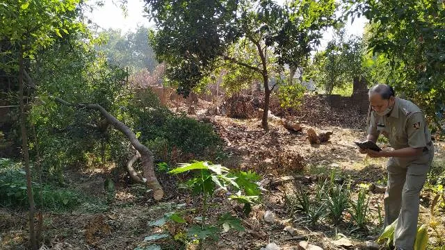 ବଡ଼ଗାଁ ବସ୍ତି ଭିତରୁ ଚନ୍ଦନ ଗଛ ଚୋରି