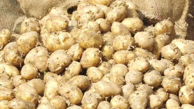 ବରଗଡ଼ ଜିଲ୍ଲାରେ କମୁଛି ପରିବା ଉତ୍ପାଦନ : ଆଳୁ, ପିଆଜ ଚାଷ ହ୍ରାସ