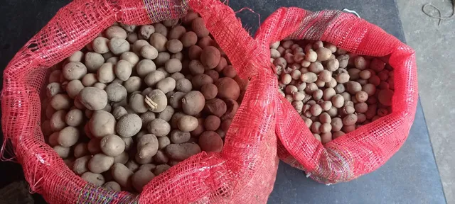 ଆଳୁ ଚାଷ ପ୍ରତି ସରକାରୀ ପ୍ରୋତ୍ସାହନ ଏମିତି! ଚଢ଼ା ଦରରେ କିଣିପାରୁନି ଚାଷୀ