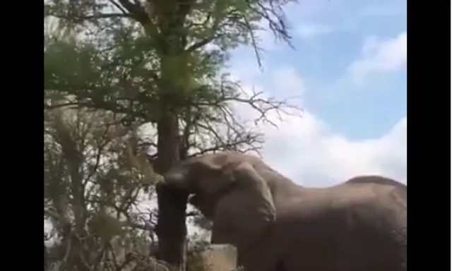 ଖାଦ୍ୟ ନ ମିଳିବାରୁ ୩୮ ସେକେଣ୍ଡରେ ହାତୀ ଉପାଡିଦେଲା ବିଶାଳ ଗଛ, ଦେଖନ୍ତୁ ଭିଡିଓ