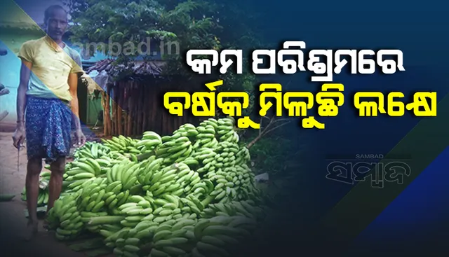 ରୋଜଗାରର ଭିନ୍ନ ବାଟ ଦେଖାଇଛି କଦଳୀ ଚାଷ: କନ୍ଧମାଳର ସଫଳ ଚାଷୀ ସୁବଳ ପାତ୍ର 