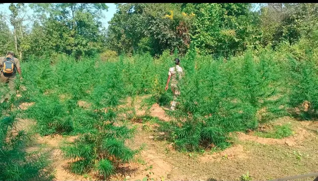 ଛେଣ୍ଡିପଦାରେ ପୁଣି ସକ୍ରିୟ ହେଉଛି ଗଞ୍ଜେଇ ଚାଷ, କଟାଗଲା ଅଢେଇ ହଜାର ଗଛ