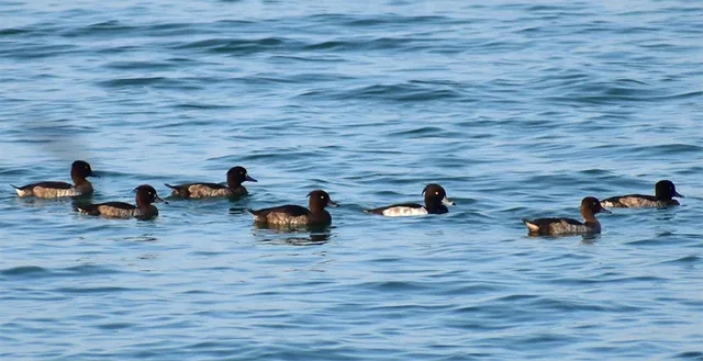 ଜାନୁଆରି ପହିଲାରୁ ହୀରାକୁଦରେ ପକ୍ଷୀ ଗଣନା