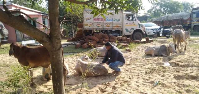 ଗୋରୁ ବୋଝେଇ ଟ୍ରକ୍ ଜବତ, ଚାଳକ ଅଟକ