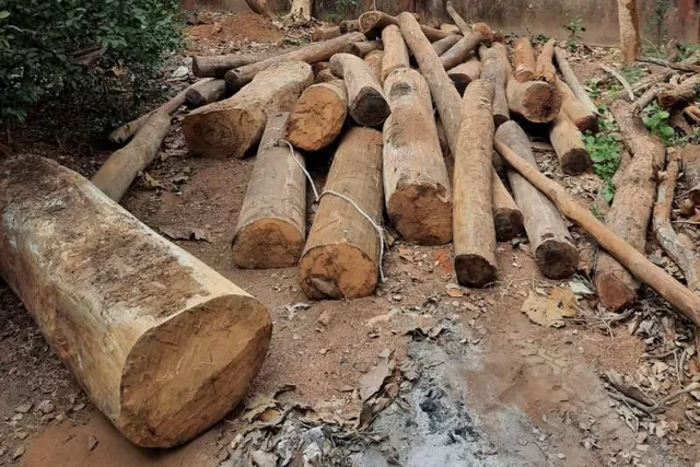 ବନ ବିଭାଗ ଚଢ଼ାଉ: ଦୁଇ ଦିନରେ ବିପୁଳ କାଠ ଜବତ