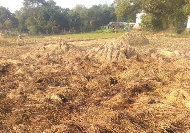 ୨ ଏକର ଜମିର ପାଚିଲା ଧାନ ପୋଡ଼ିଗଲା
