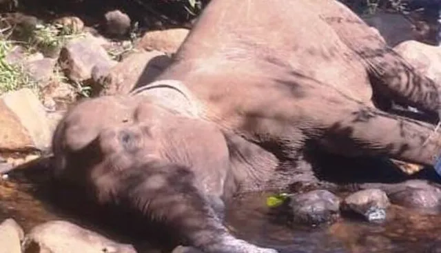 ମୃତ୍ୟୁ ସହ ସଂଗ୍ରାମ କରୁଛି ଅସୁସ୍ଥ ମାଈହାତୀ