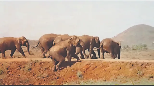 ଦିଗପହଣ୍ଡିରେ ନିଦ ହଜାଇଲେଣି ୧୨ଟିକିଆ ହାତୀପଲ, ବ୍ୟାପକ ଧାନ ନଷ୍ଟ