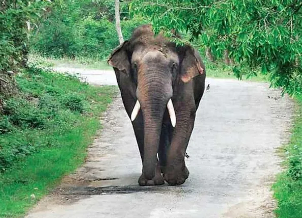 ହିନ୍ଦୋଳରେ ଅଭାବନୀୟ ଘଟଣା: ହାତୀ ଆକ୍ରମଣରେ ମହିଳା ମୃତ