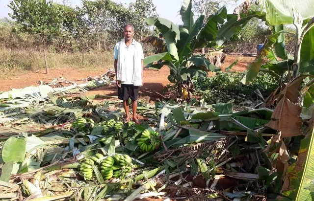 କେନ୍ଦୁଝର ଜିଲ୍ଲାରେ ବଢ଼ୁଛି ହାତୀ ଉପଦ୍ରବ: ଖଳାରୁ ଧାନ ଖାଇଗଲେ, କଦଳୀ ବଗିଚା ଉଜାଡ଼ିଲେ