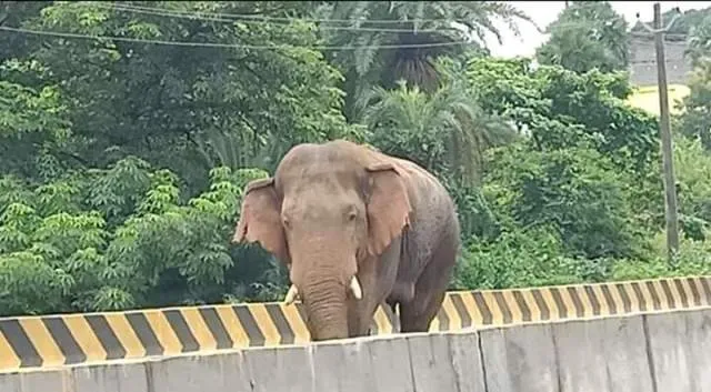 ସମ୍ବଲପୁର ଜିଲ୍ଲାରେ ବଢ଼ିବ ହାତୀ ସଂରକ୍ଷଣ ଅଞ୍ଚଳ, ୧୩୭୨ ବର୍ଗ କିମି ସମ୍ପ୍ରସାରଣ ପାଇଁ ଡିପିଆର୍‌ ଦା‌ଖଲ