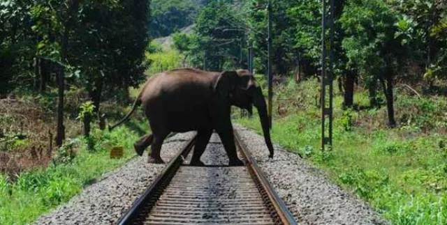 ଯୁଯୁମୁରା : ତିନି ମାସରେ ୪ ହାତୀ ମୃତ