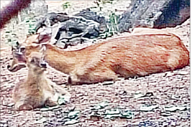 ନନ୍ଦନକାନନରେ ଜନ୍ମ ନେଲା ମଣିପୁରୀ ହରିଣ