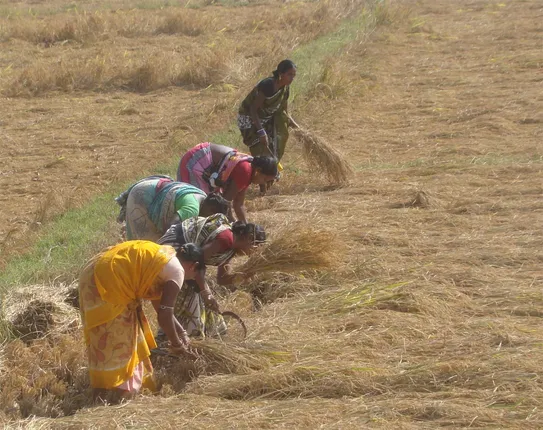 ଯାଜପୁର : ଚାଷ ଜମି ବଢୁନି, ଚାଷୀ ବଢୁଛନ୍ତି; ବନ୍ୟା ଯୋଗୁ ଧାନ ଉତ୍ପାଦନ କମିବାକୁ ଥିବାବେଳେ ୧୪ ହଜାର ନୂଆ ଚାଷୀ ପଞ୍ଜିକୃତ