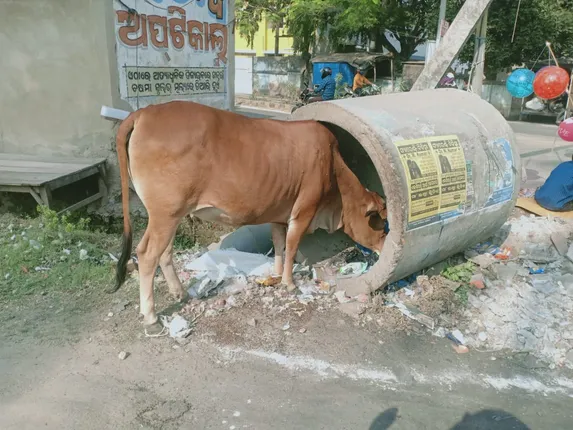 ଖାଦ୍ୟ ଅନ୍ୱେଷଣରେ...(ଫଟୋ: ମନୋଜ, ବାଲେଶ୍ୱର)