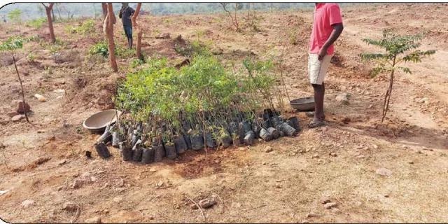 ବନୀକରଣ ଦୁର୍ନୀତି: ଅଧିକାରୀ ଛାନିଅ‌ା, ତଦନ୍ତ ପୂର୍ବରୁ ତରବରିଆ ଗଛ ପୋତା